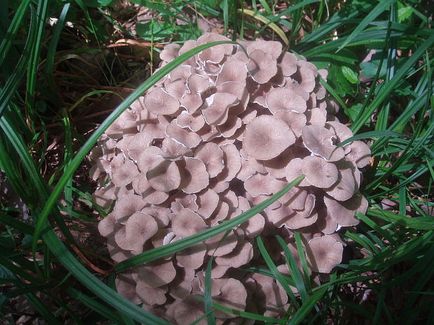 trúdnik klobúčkatý Polyporus umbellatus (Pers.) Fr.