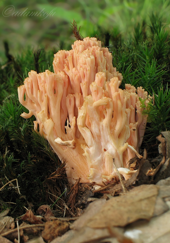 strapačka lososovoružová Ramaria subbotrytis (Coker) Corner