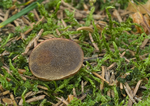 koreňovec Rhizopogon sp.