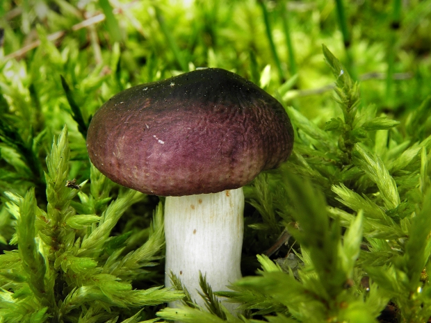 plávka Russula sp.