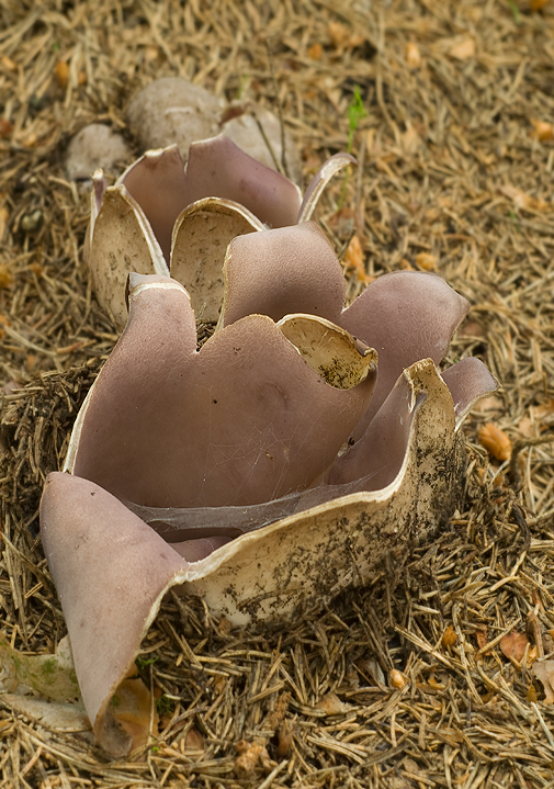 tulipánovka fialová Sarcosphaera coronaria (Jacq.) J. Schröt.