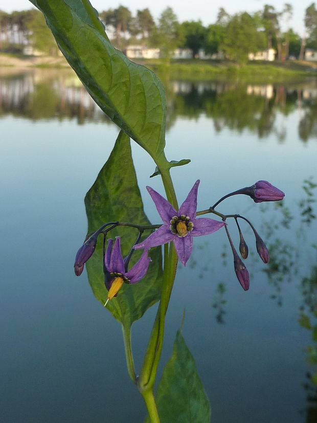 ľuľok sladkohorký Solanum dulcamara L.