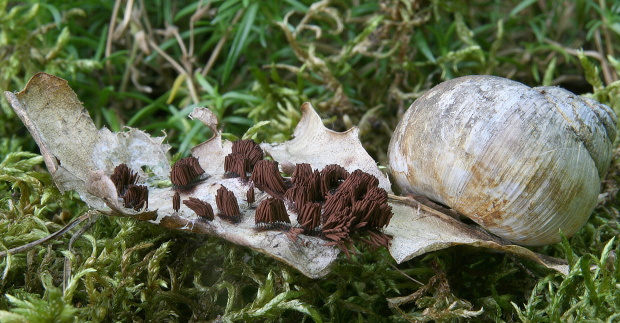 pazderka Stemonitis sp.