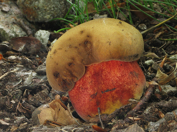 hríb zrnitohlúbikový Sutorius luridiformis (Rostk.) G. Wu & Zhu L. Yang