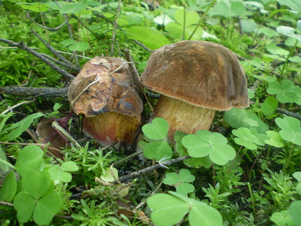 hríb zrnitohlúbikový Sutorius luridiformis (Rostk.) G. Wu & Zhu L. Yang