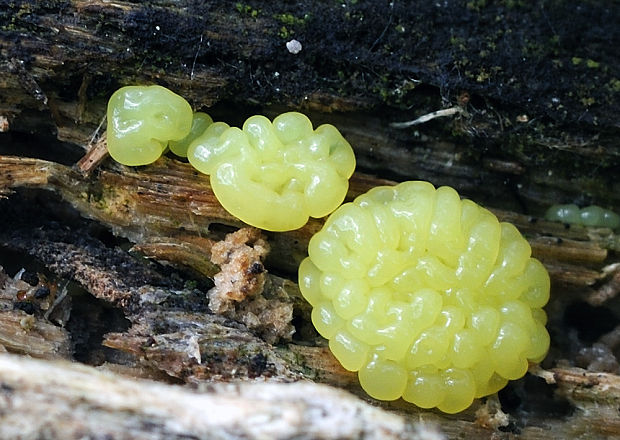 rôsolovka  Tremella sp.