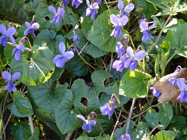 fialka Viola sp.