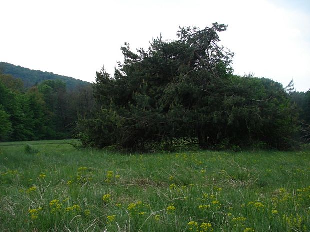 lúka nad Mariankou