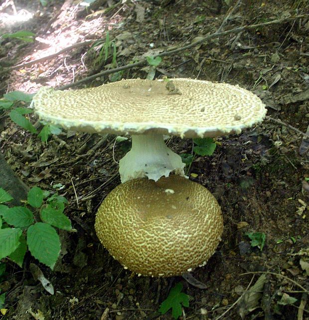 pečiarka obrovská Agaricus augustus Fr.