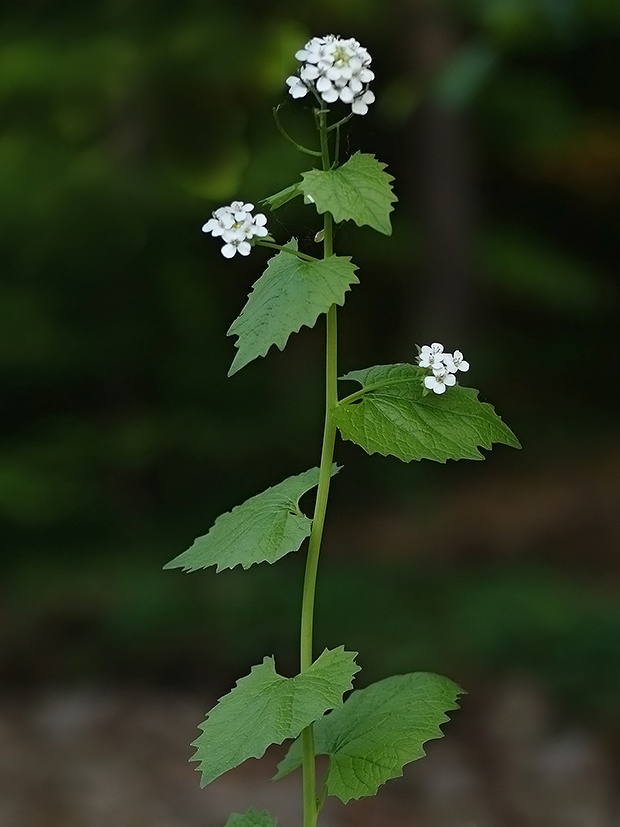 cesnačka lekárska Alliaria petiolata (M. Bieb.) Cavara et Grande