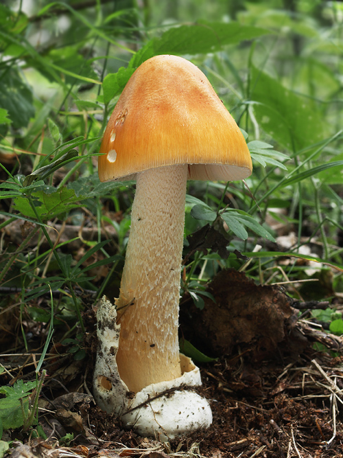 muchotrávka oranžová Amanita crocea (Quél.) Singer