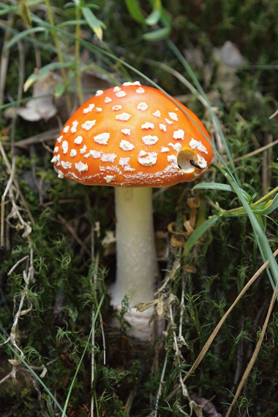 muchotrávka červená Amanita muscaria (L.) Lam.