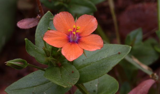 drchnička roľná Anagallis arvensis L.