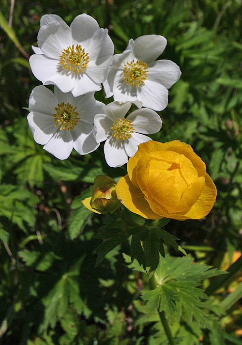 veternica narcisokvetá a žltohlav najvyšší Anemone narcissiflora a Tollius altissimus L.