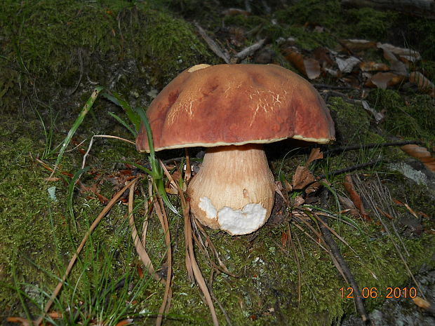 hríb sosnový Boletus pinophilus Pil. et Dermek in Pil.