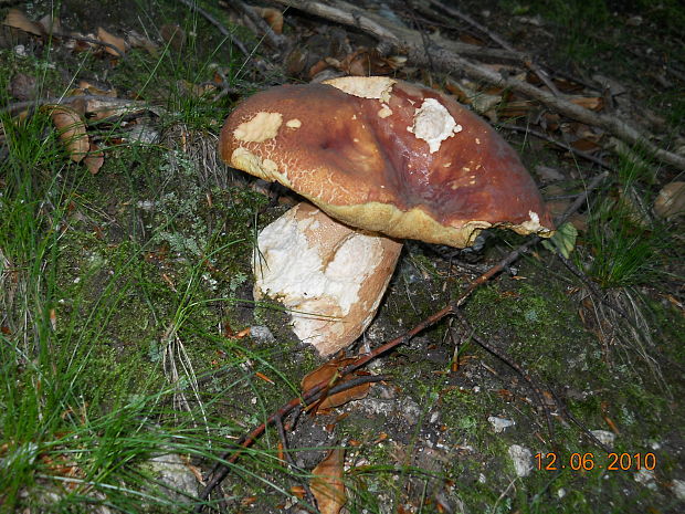 hríb sosnový Boletus pinophilus Pil. et Dermek in Pil.