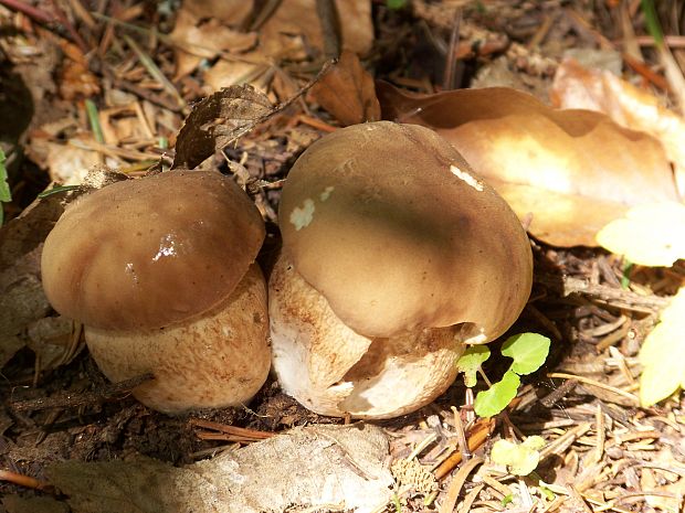 hríb dubový Boletus reticulatus Schaeff.