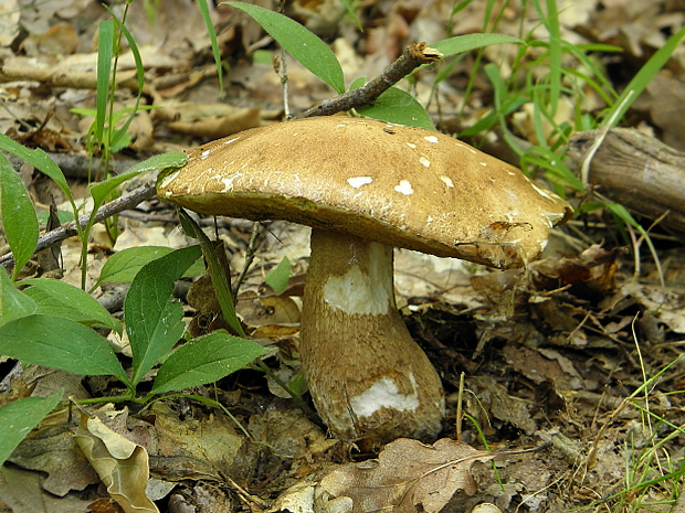 hríb dubový Boletus reticulatus Schaeff.