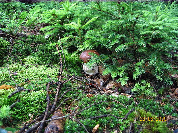 hríb dubový Boletus reticulatus Schaeff.