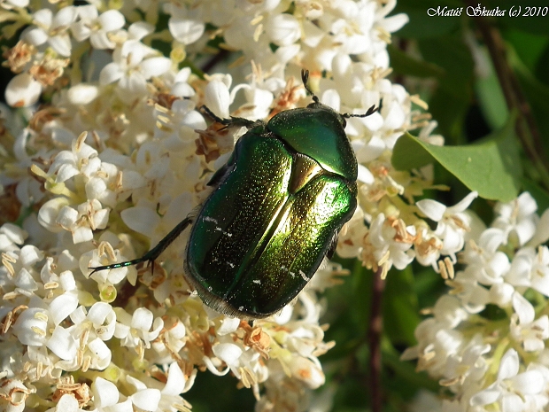 zlatoň obyčajný Cetonia aurata