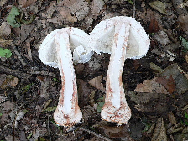 bedľa červenejúca Chlorophyllum rachodes (Vittad.) Vellinga