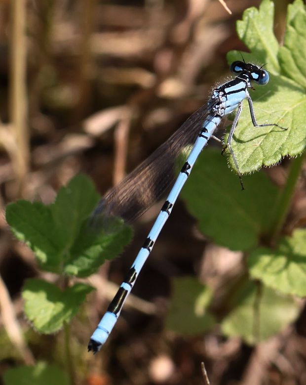 šidélko obyčajné Coenagrion puella