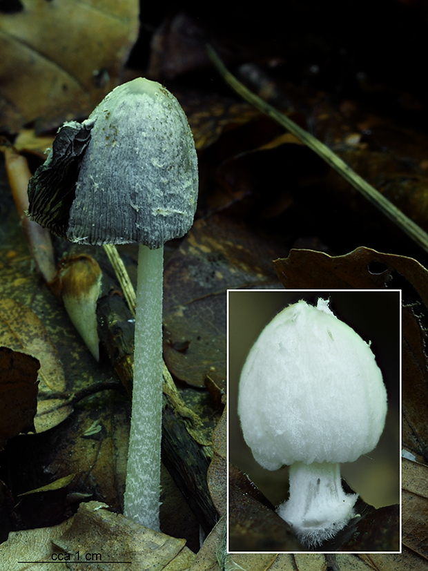 hnojník Coprinopsis phaeospora (P. Karst.) P. Karst.