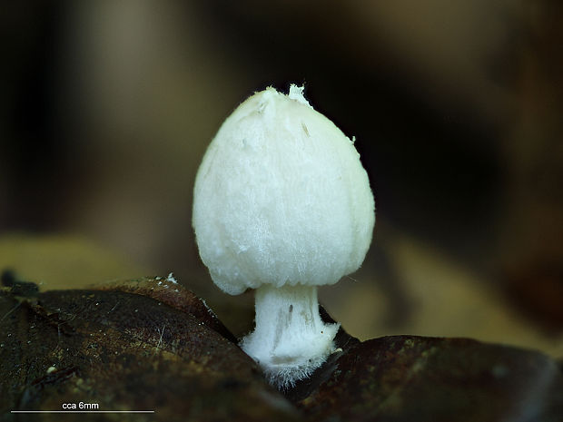 hnojník Coprinopsis sp.