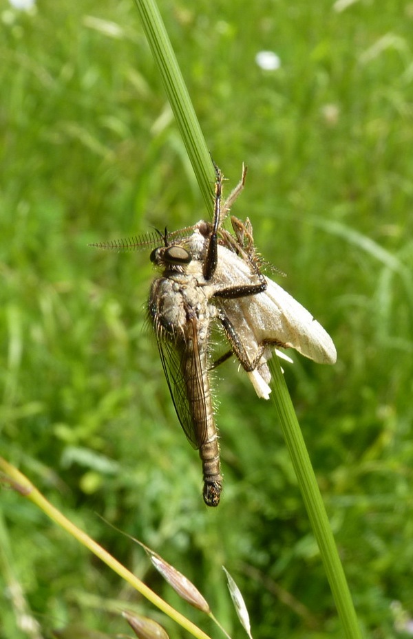 muchárka Eutolmus rufibarbis