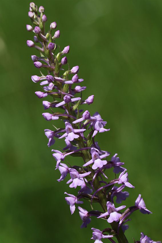 päťprstnica obyčajná Gymnadenia conopsea (L.) R. Br.