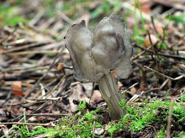 chriapač jamkatý Helvella lacunosa Afzel.