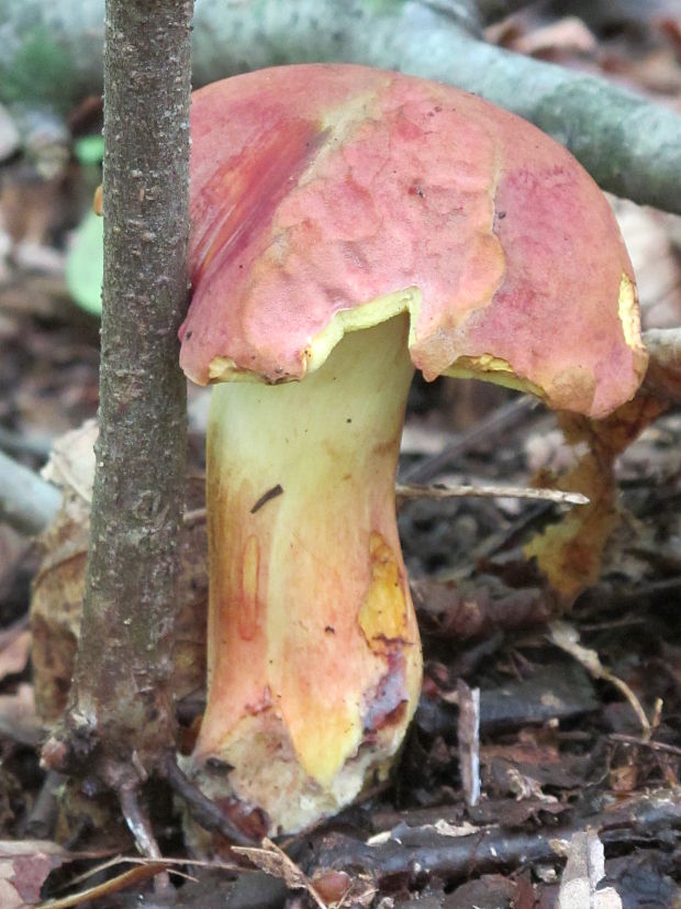 suchohríb karmínový Hortiboletus rubellus (Krombh.) Simonini, Vizzini & Gelardi