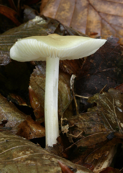 zvončekovec podhorský Hydropus subalpinus (Höhn.) Singer