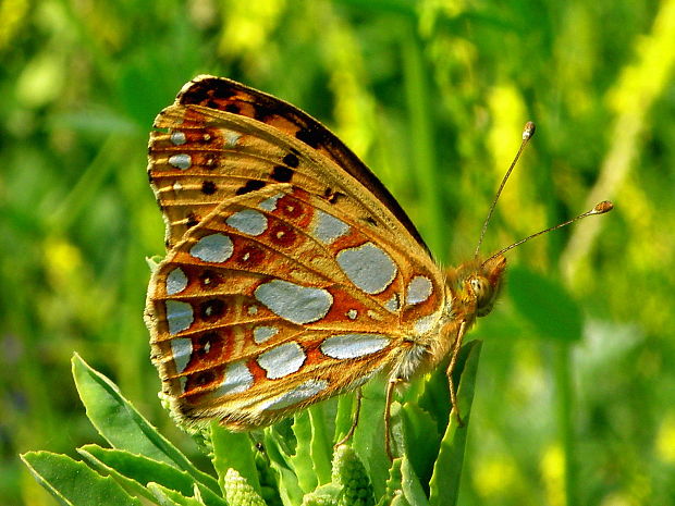 perlovec malý  Issoria lathonia