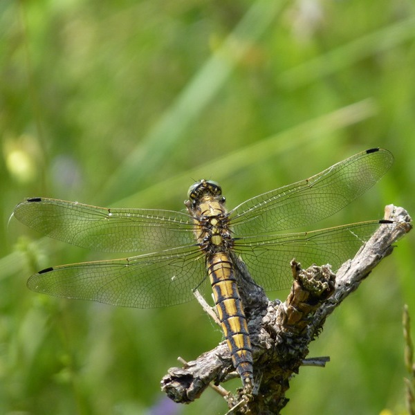 vážka rybničná Orthetrum cancellatum