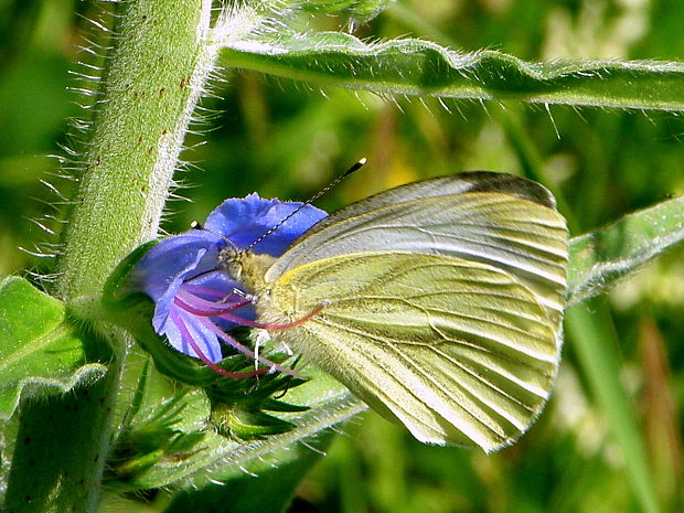 mlynárik repkový Pieris napi Linnaeus 1758