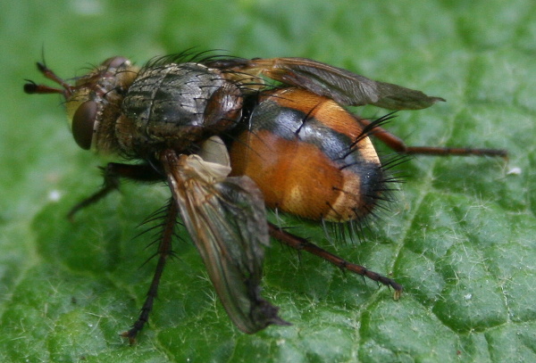 kuklica červenonohá Tachina fera