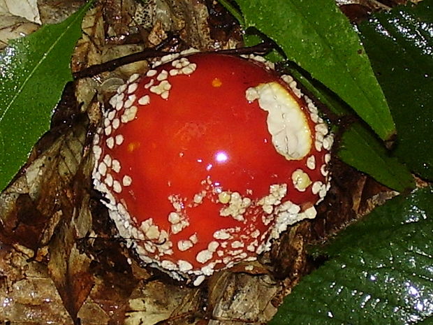 muchotrávka červená Amanita muscaria (L.) Lam.