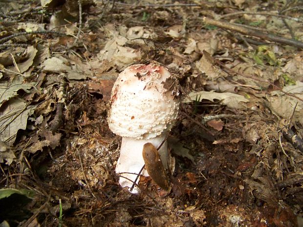 muchotrávka červenkastá Amanita rubescens Pers.