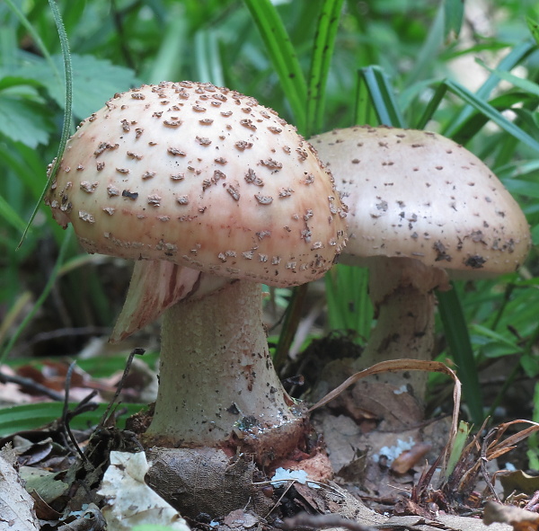 muchotrávka červenkastá Amanita rubescens Pers.