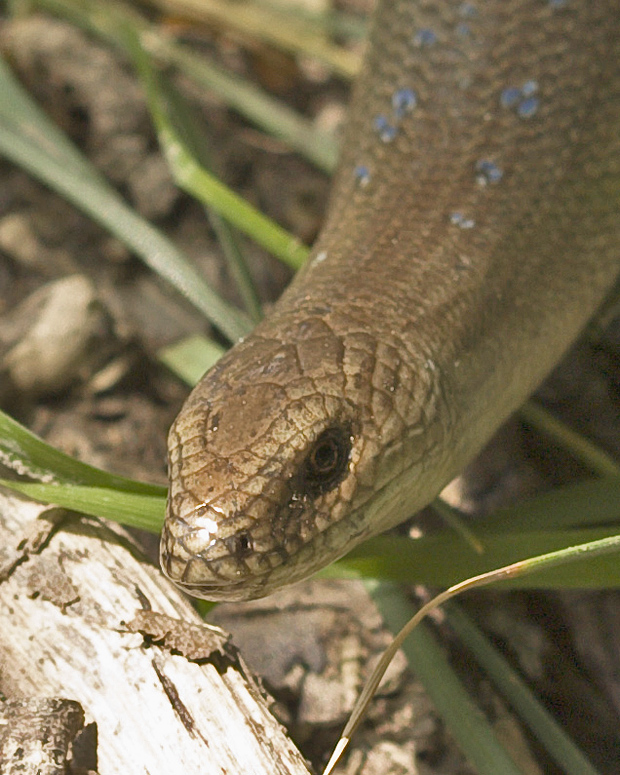 slepúch lámavý Anguis fragilis