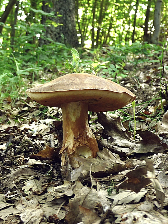 hríb bronzový Boletus aereus Bull. ex Fr.