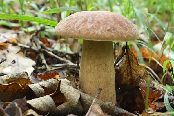 hríb smrekový Boletus edulis Bull.