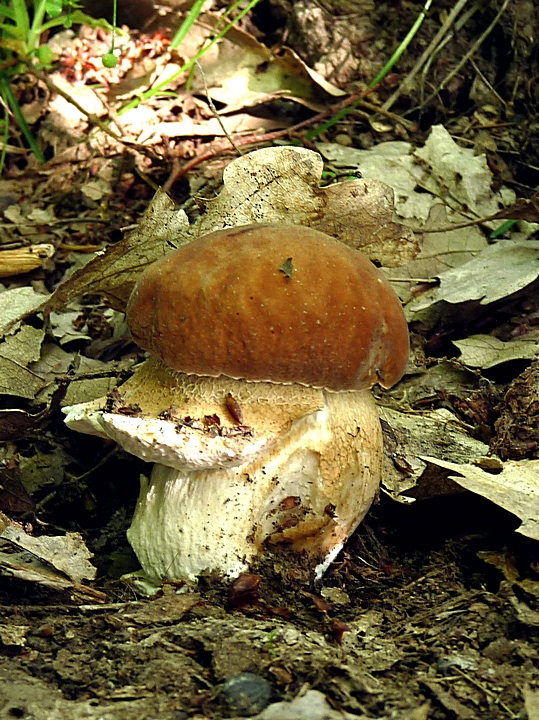 hríb dubový Boletus reticulatus Schaeff.