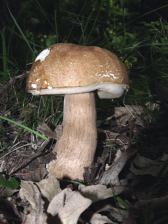 hríb dubový Boletus reticulatus Schaeff.