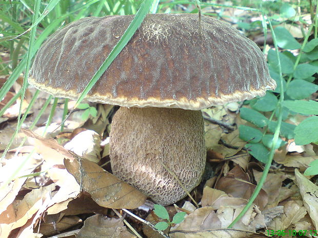 hríb dubový Boletus reticulatus Schaeff.