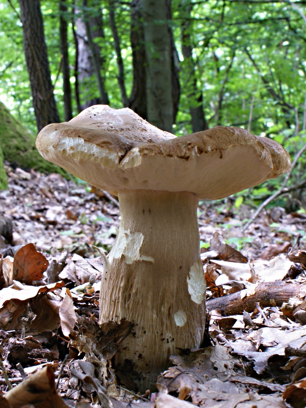 hríb dubový Boletus reticulatus Schaeff.