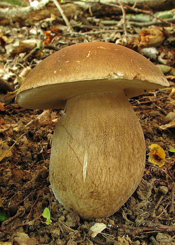 hríb dubový Boletus reticulatus Schaeff.