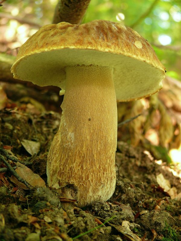 hríb dubový Boletus reticulatus Schaeff.