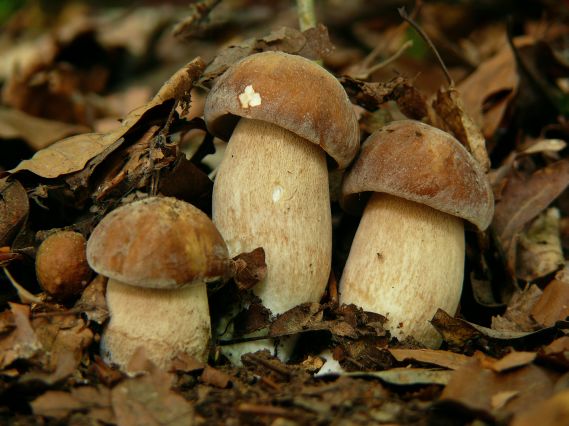 hríb dubový Boletus reticulatus Schaeff.